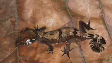 Cyrtodactylus elok im Terrarium halten