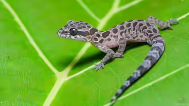 Cyrtodactylus peguensis im Terrarium halten
