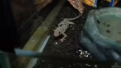 Cyrtopodion scabrum im Terrarium halten