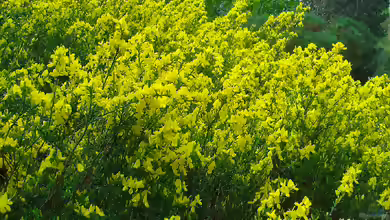 Cytisus decumbens im Garten pflanzen