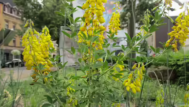 Cytisus nigricans im Garten pflanzen