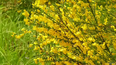 Cytisus scoparius im Garten pflanzen