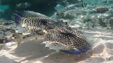 Dactyloptena orientalis im Aquarium halten