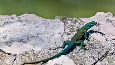 Dalmatolacerta oxycephala im Terrarium halten