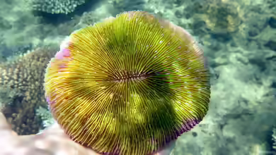 Danafungia scruposa im Aquarium halten