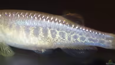 Danio aesculapii im Aquarium halten