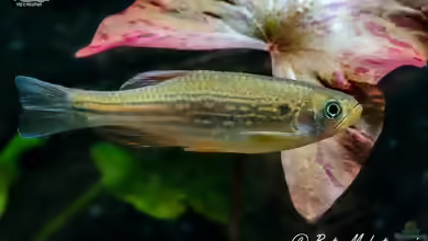 Danio dangila im Aquarium halten