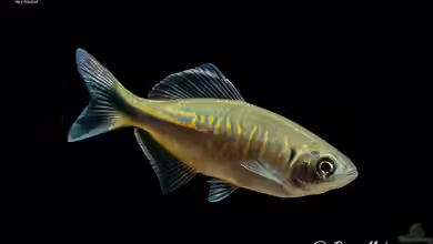Danio devario im Aquarium halten