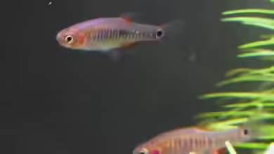 Danio erythromicron im Aquarium halten