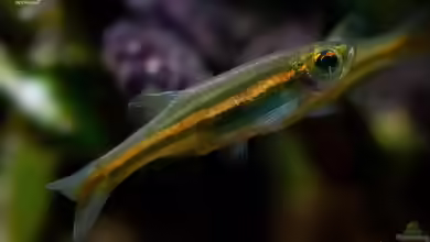 Danio jaintianensis im Aquarium halten