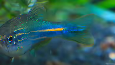 Danio kerri im Aquarium halten
