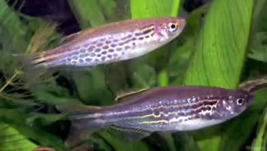 Danio kyathit im Aquarium halten
