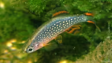 Danio margaritatus im Aquarium halten