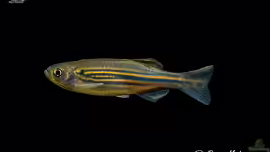 Danio meghalayensis im Aquarium halten