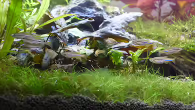 Danio nigrofasciatus im Aquarium halten