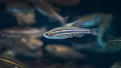 Danio rerio im Aquarium halten