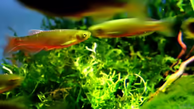 Danio roseus im Aquarium halten