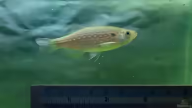 Danio sysphigmatus im Aquarium halten