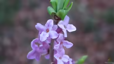 Daphne mezereum im Garten pflanzen