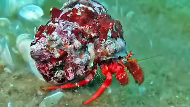 Dardanus arrosor im Aquarium halten