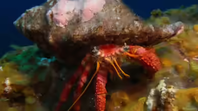 Dardanus calidus im Aquarium halten