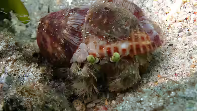 Dardanus deformis im Aquarium halten