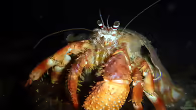 Dardanus gemmatus im Aquarium halten