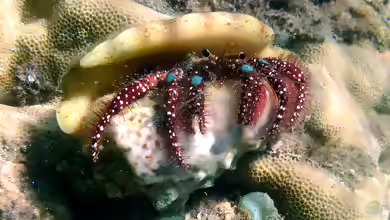 Dardanus guttatus im Aquarium halten