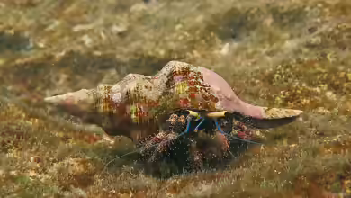 Dardanus lagopodes im Aquarium halten