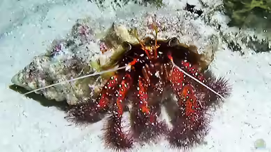 Dardanus megistos im Aquarium halten
