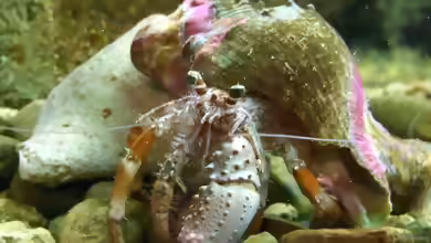 Dardanus pedunculatus im Aquarium halten