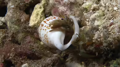 Dardanus scutellatus im Aquarium halten