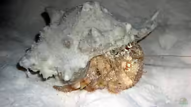 Dardanus tinctor im Aquarium halten