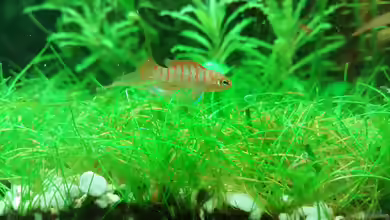 Dario Dario (Scharlachroter Zwergblaubarsch)