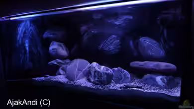 Dark Stone MBuna-aufgelöst- von AjakAndi