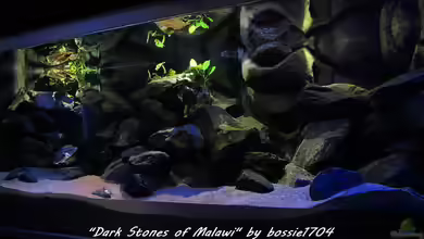 Dark Stones of Malawi - Nur noch als Beispiel von bossie1704