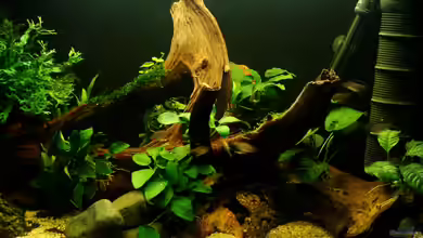 Darkwater von Beatrice