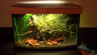 Darkwood von navigator1