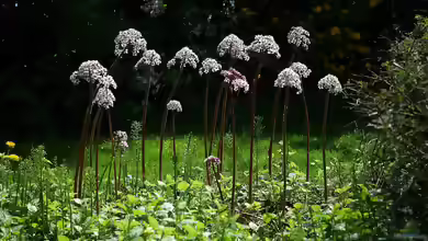 Darmera peltata am Gartenteich