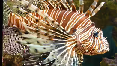 Darum solltest du keine Rotfeuerfische in deinem Meerwasseraquarium halten