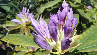 Darum solltest du Rhododendron ponticum nicht im Garten pflanzen