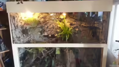 Das Besondere an einem Holzterrarium: Natürliche Eleganz und optimales Habitat für Reptilien