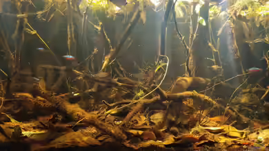Das Biotopaquarium – Unterschiede zur gängigen Aquaristik