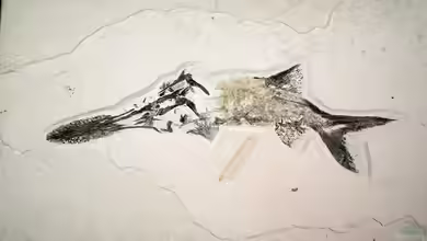 Das Devon-Zeitalter - Die Blütezeit der Fische und der Weg an Land