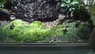 Das Faszinierende Universum des Vivariums: Eine Reise durch die Geheimnisse der Unterwasserwelten