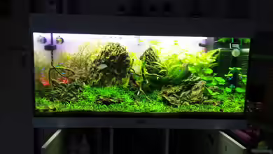 Das Gezabel von Tschoui