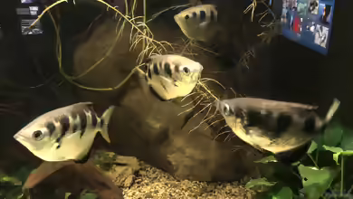 Das Haus der Natur in Salzburg Teil 2 - Aquarien und Informationen