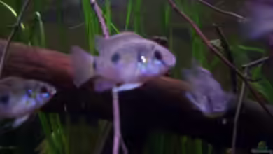 Das Kasewe Waldgebiet Aquarium