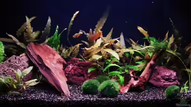 Das Kleine meiner Frau .... von Microsash