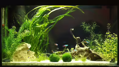 das kleine schw...  grüne von rapid